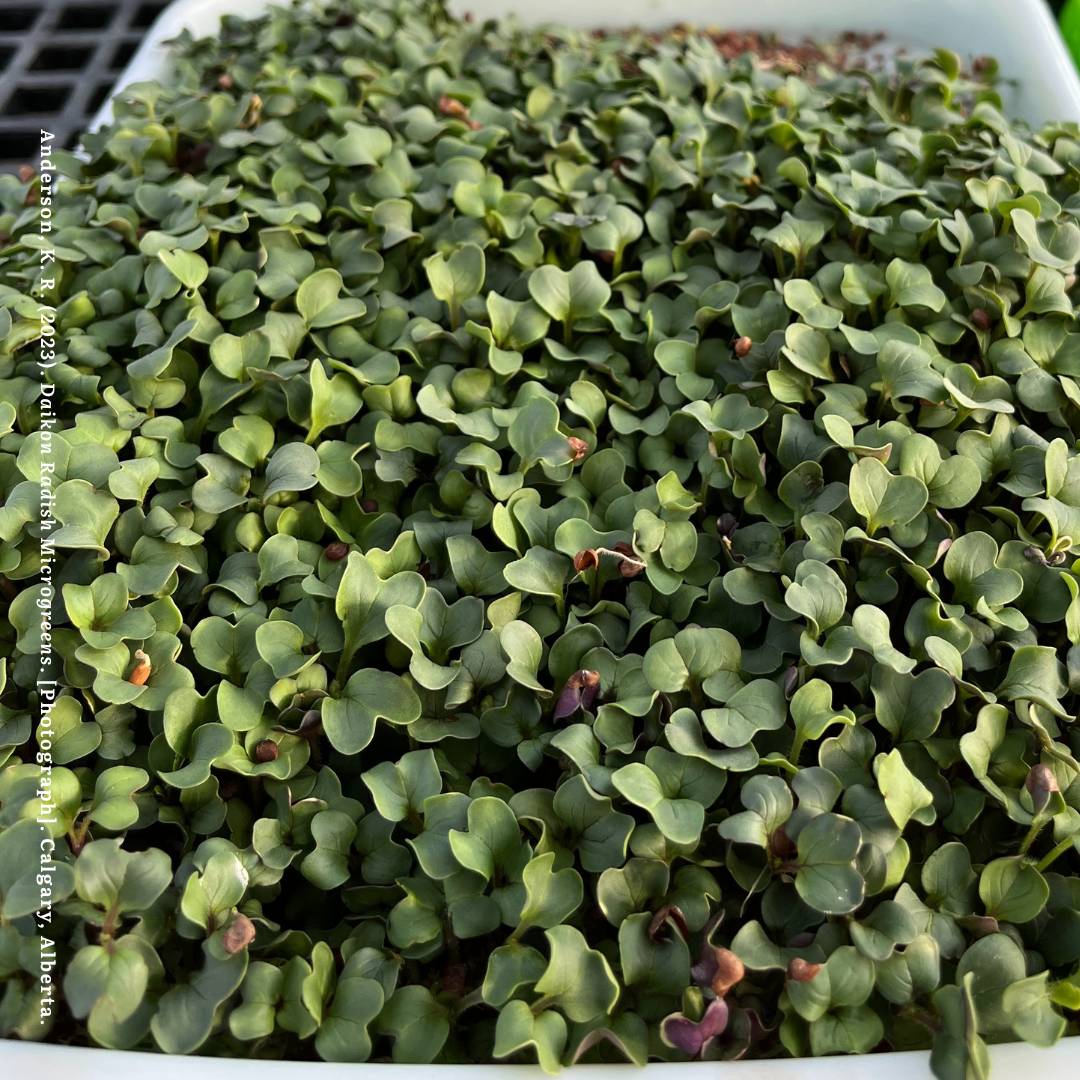 Microgreens
