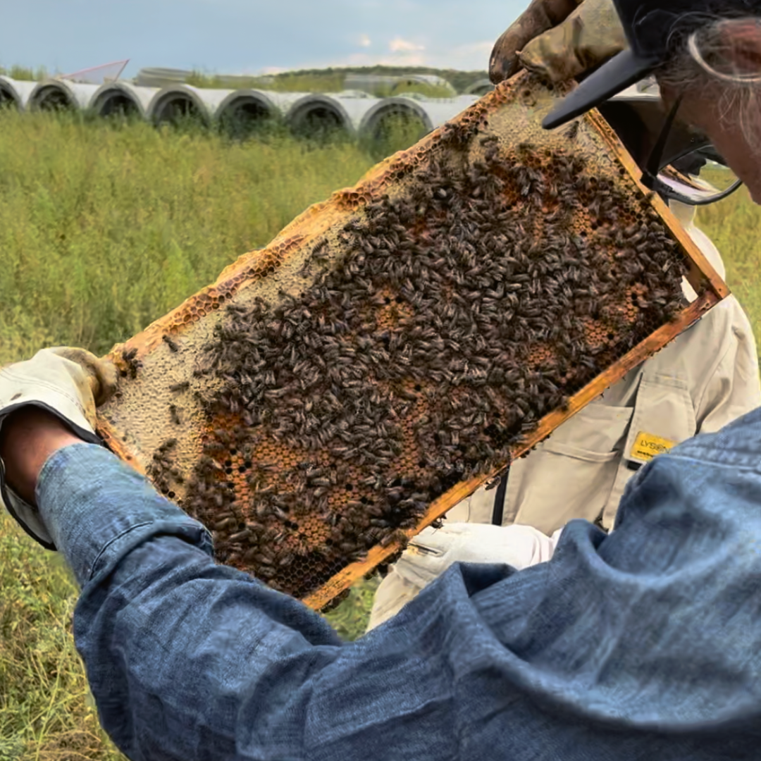 Winter for Honeybees