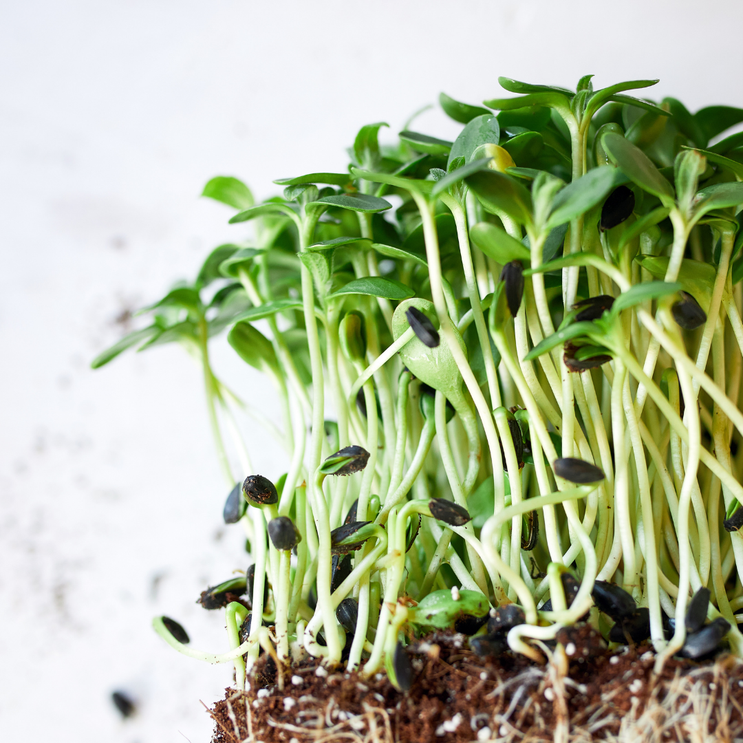 Growing Indoors – Microgreens